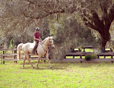 Horse leasing at Turning Leaf Farm, Lutz, Tampa Fl, 33558